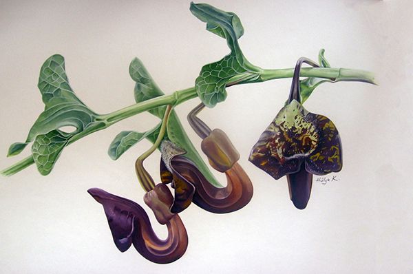 Bilimsel Bitki ressamlığı Eğitim Fotoğrafları