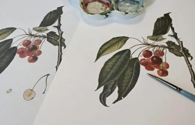 Bilimsel Bitki Çizimi